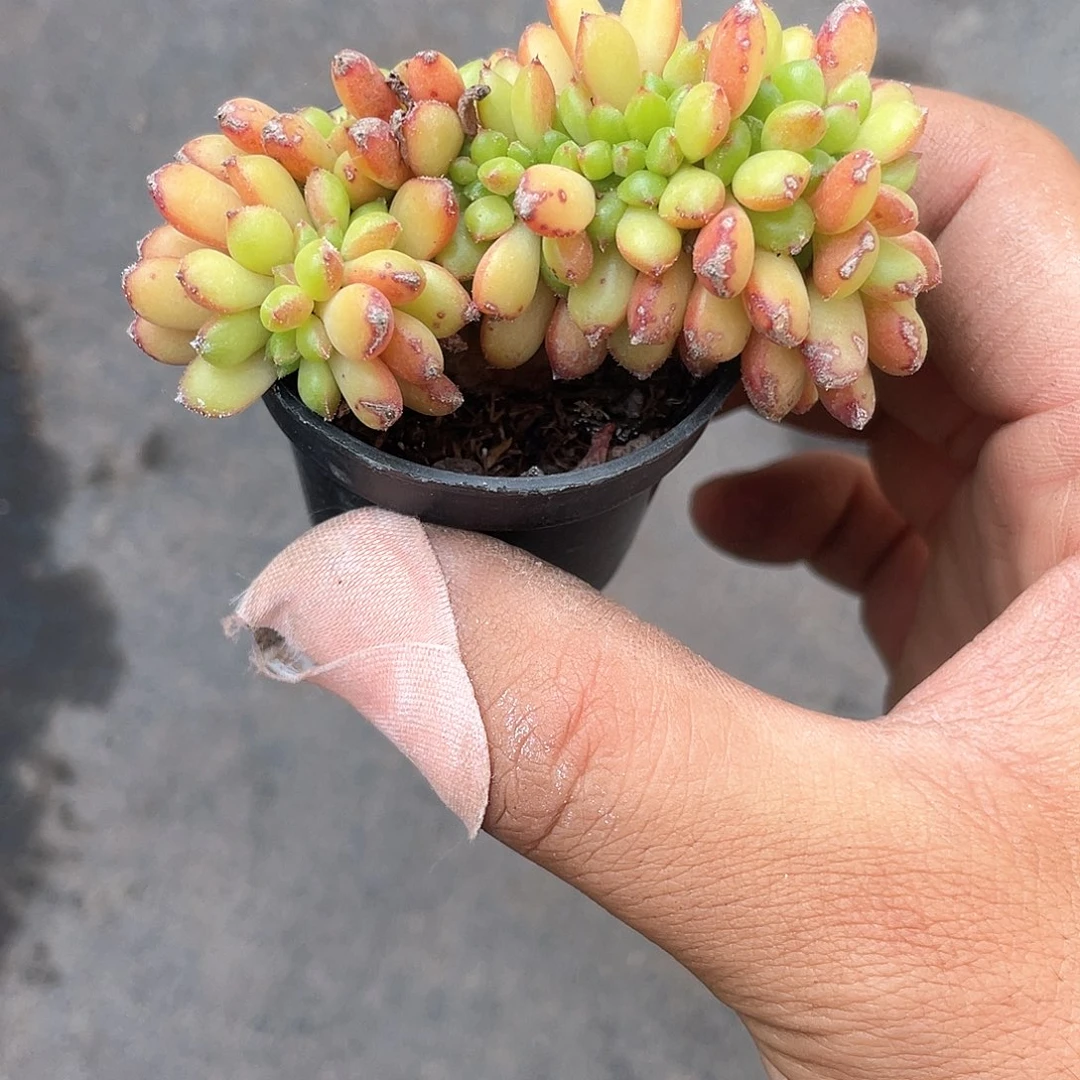 心**水红唇小缀化带盆发货