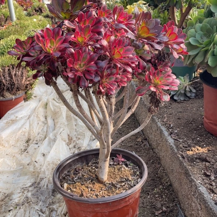 215号丽娜多肉植物