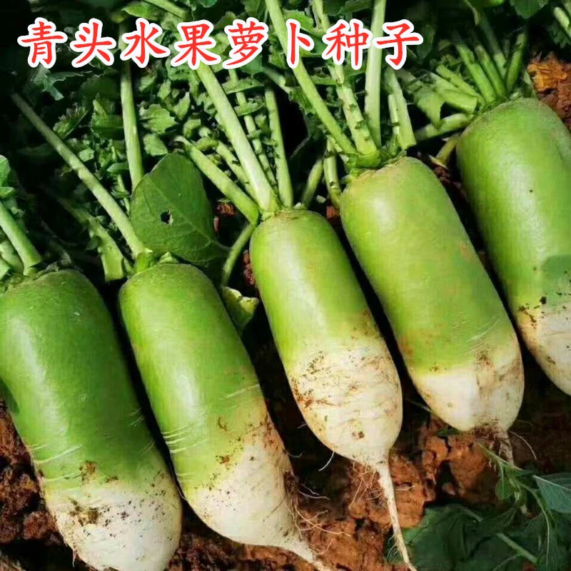 萝卜种子青头萝卜种籽水果萝卜水分大脆甜不糠高产特色蔬菜高产