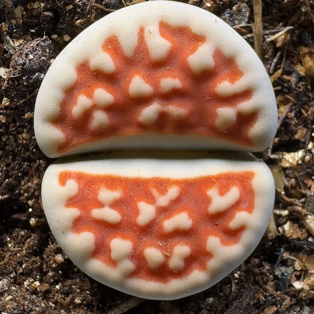 生石花111111。   212