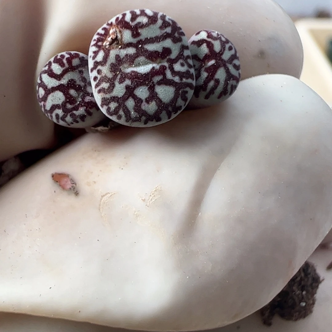 789 好看的多肉冲冲冲