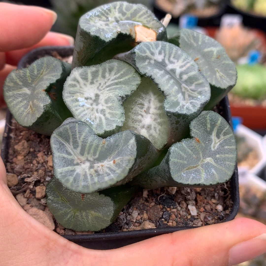 哈***爷万象，带盆土发货了