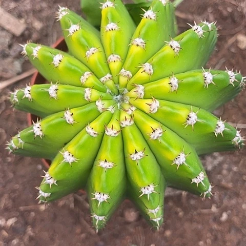 实生彩草带盆土发货