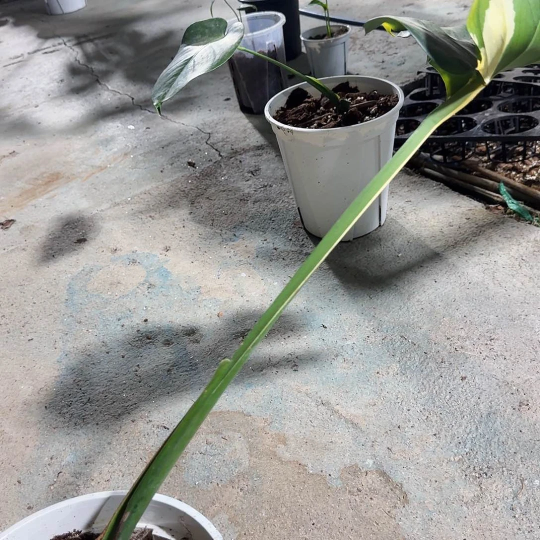 无花朵用****8短白龟背竹一物一拍