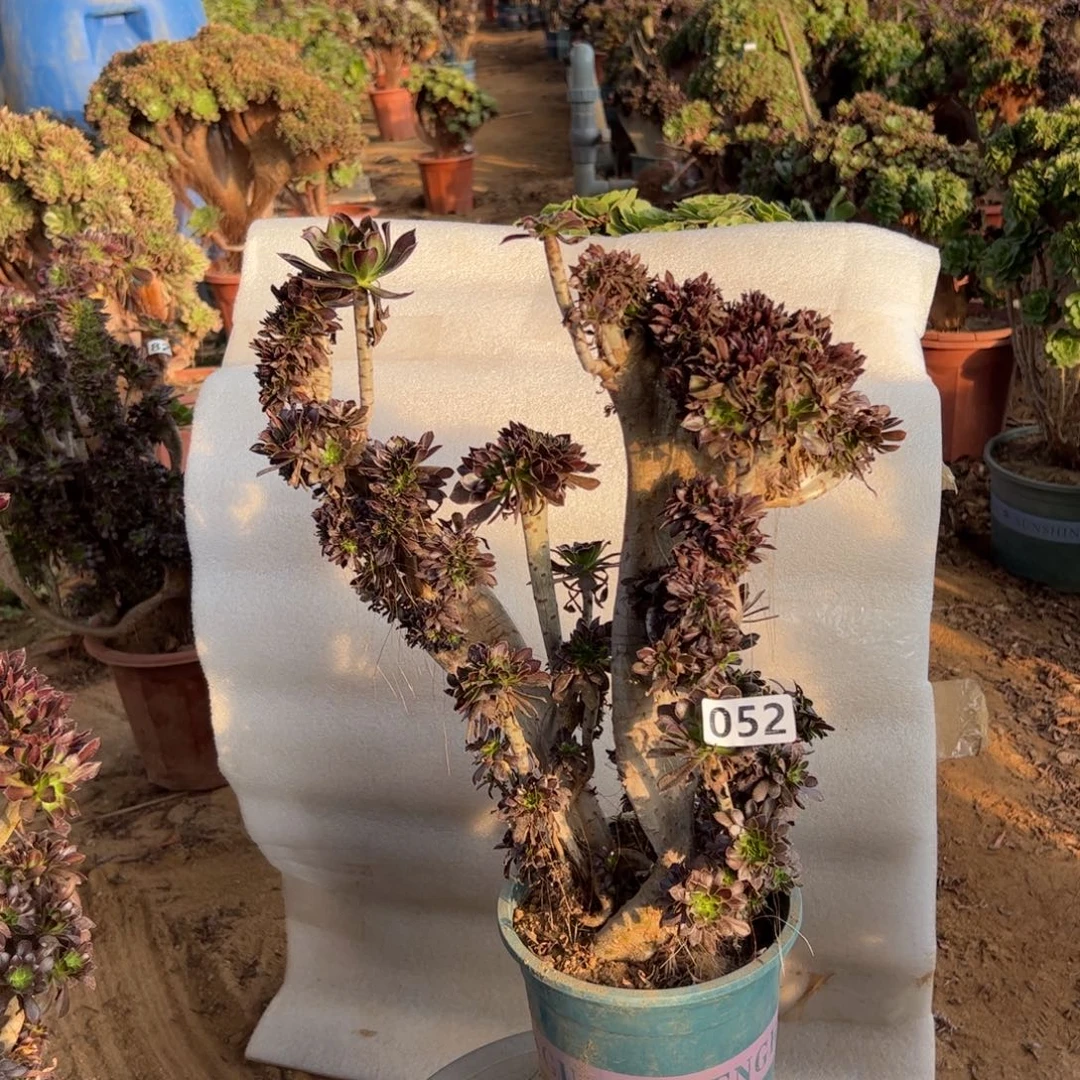 有伤黑缀052高度38厘米