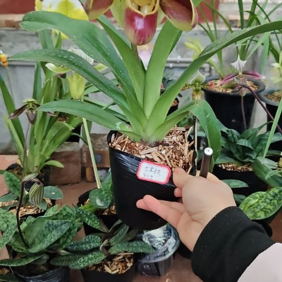 全部花苞半开包花损