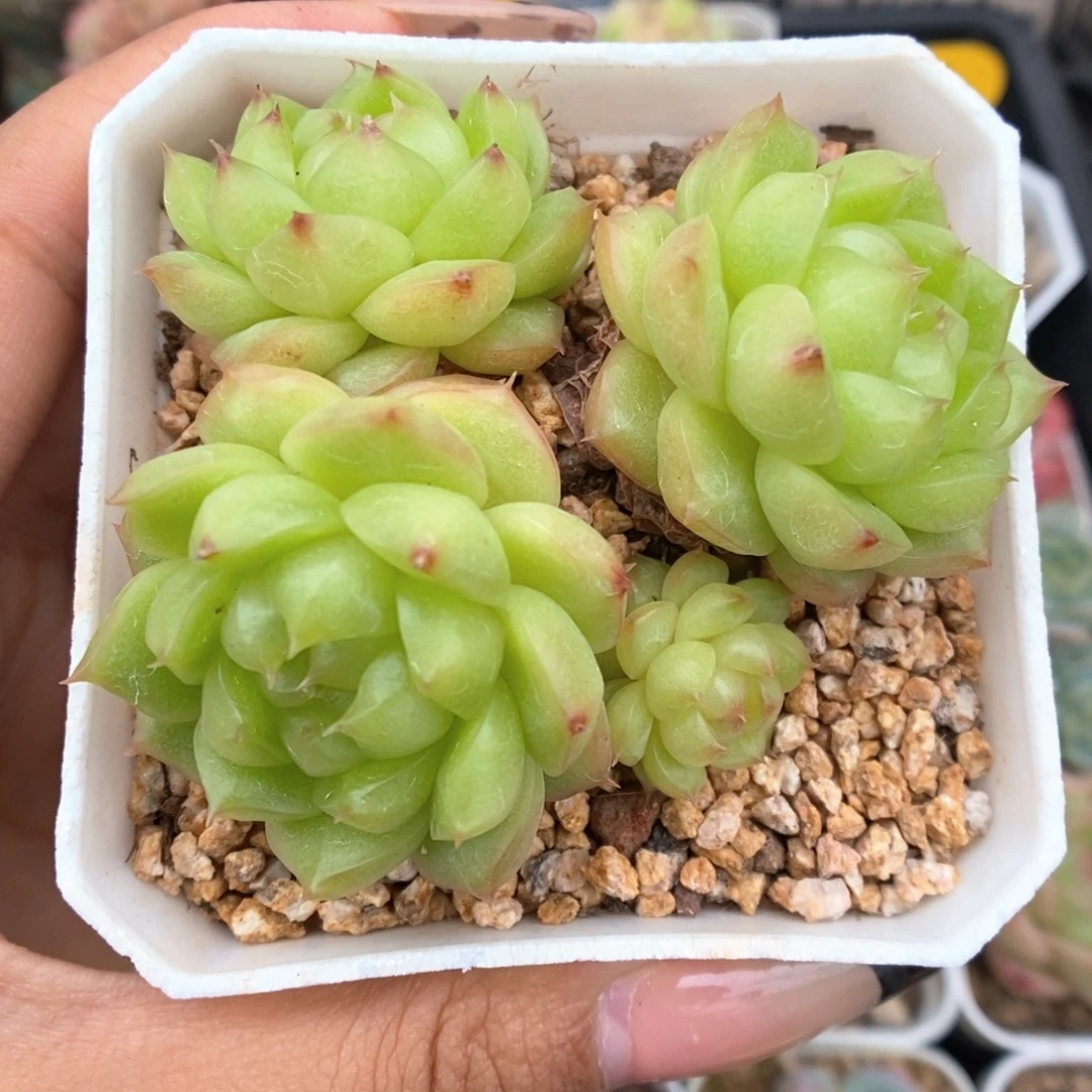 灯泡珍妮群生3998号