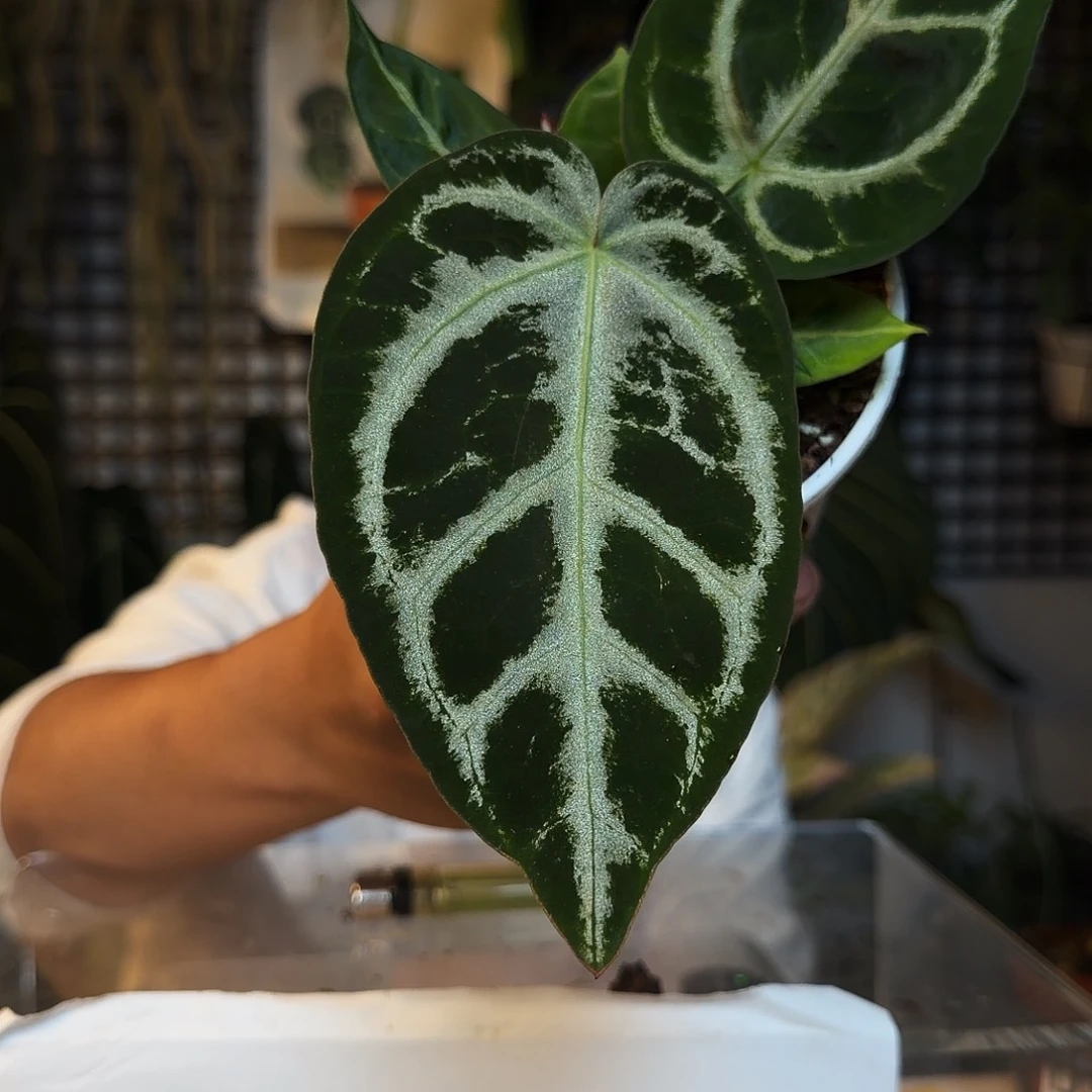 完全开放D32银后杂黑水晶