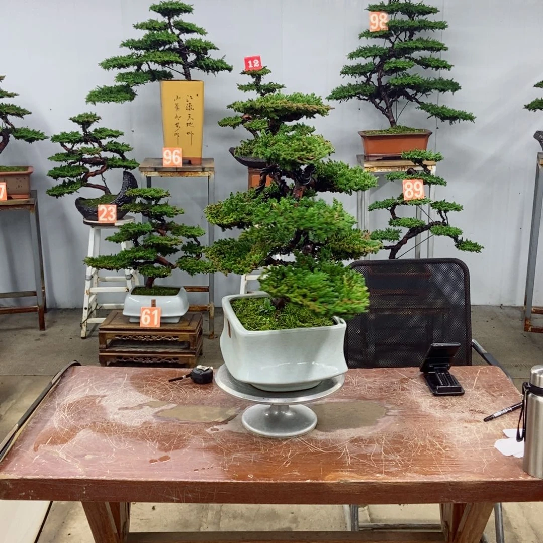 无花朵珍珠柏盆景