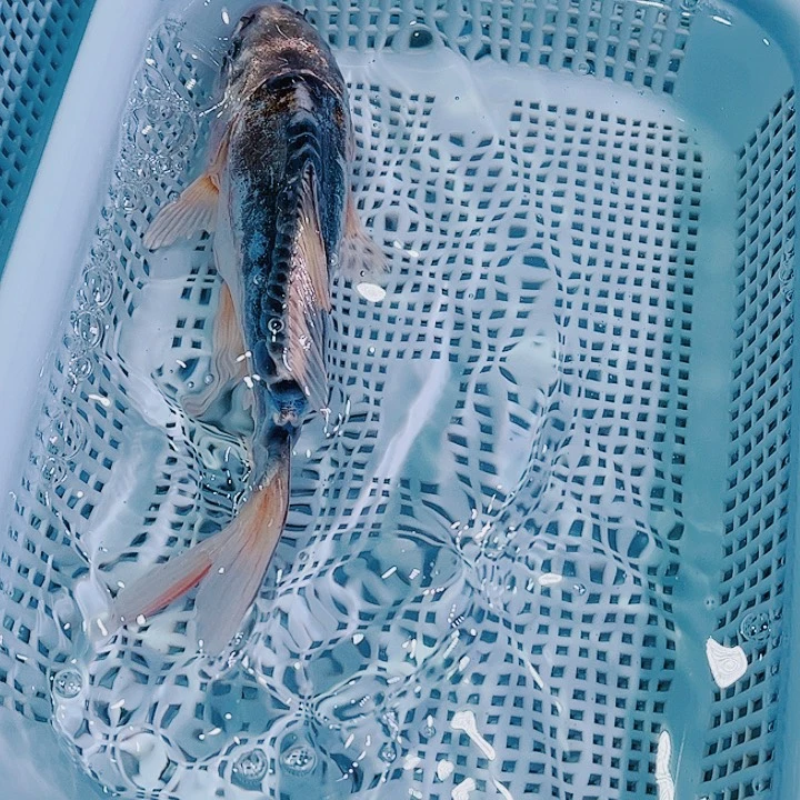锦鲤锦鲤冷水观赏鱼106