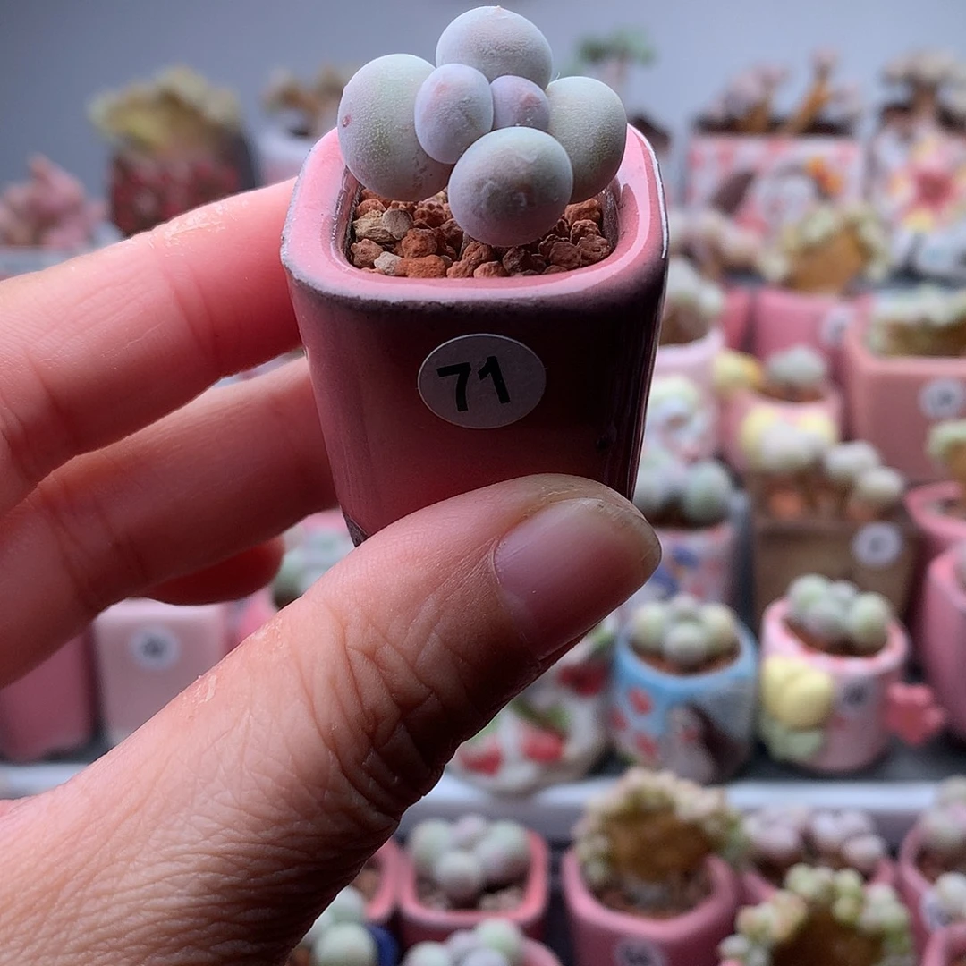 米可奶酪带盆发货