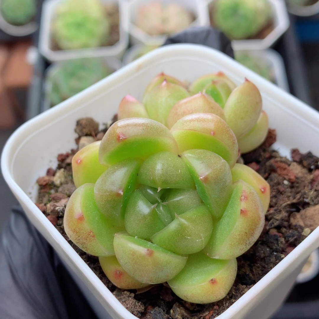 58包邮  群生不包整161