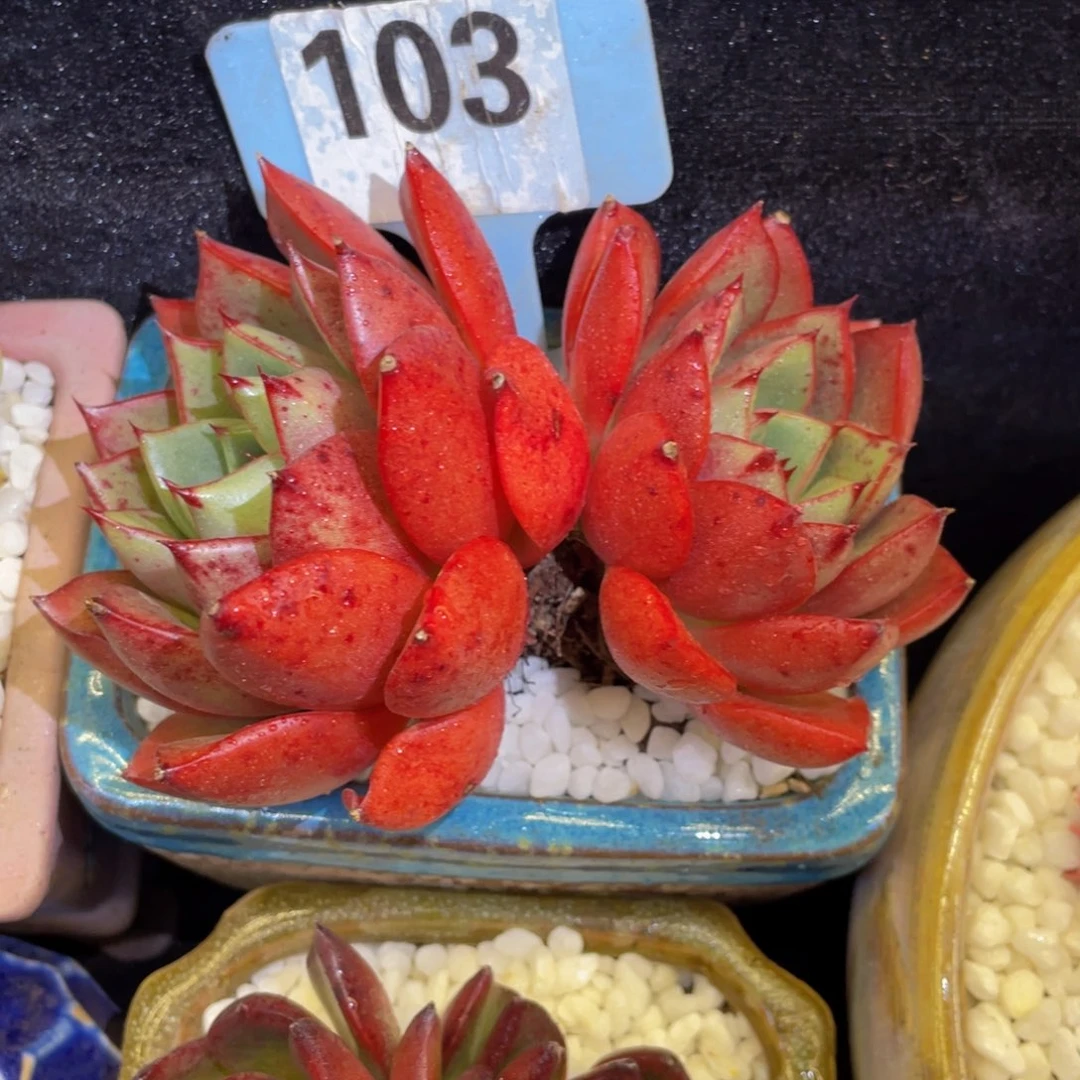 多肉植物盆栽多肉