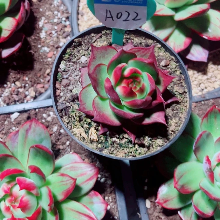 静***窗惊鸿仙子多肉植物A22