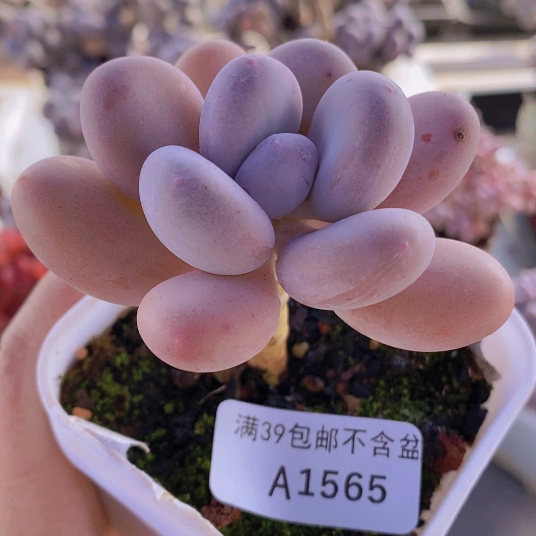 蛋黄奶单头1565多肉植物