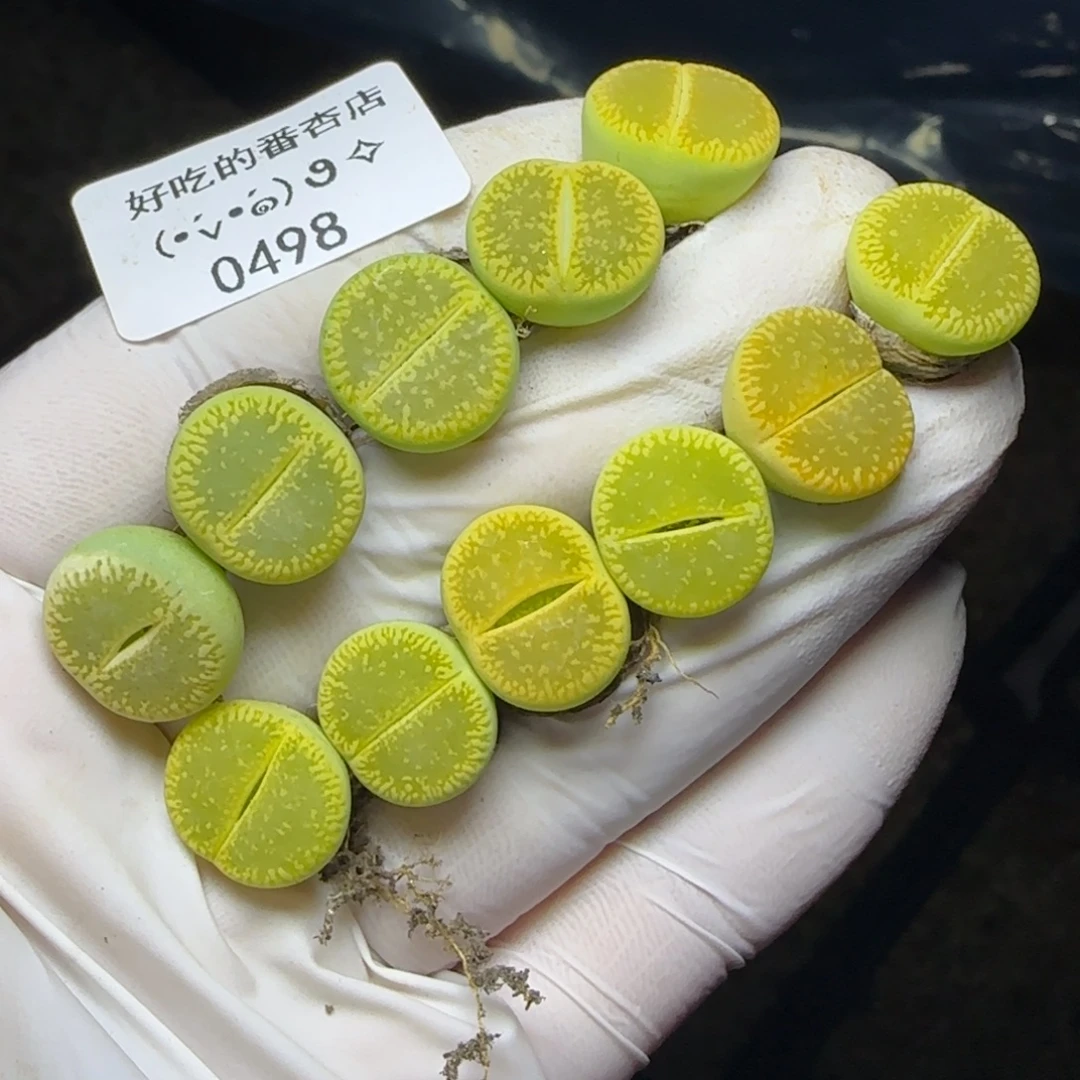 0498。默认脱土。18包邮。偏远88包邮