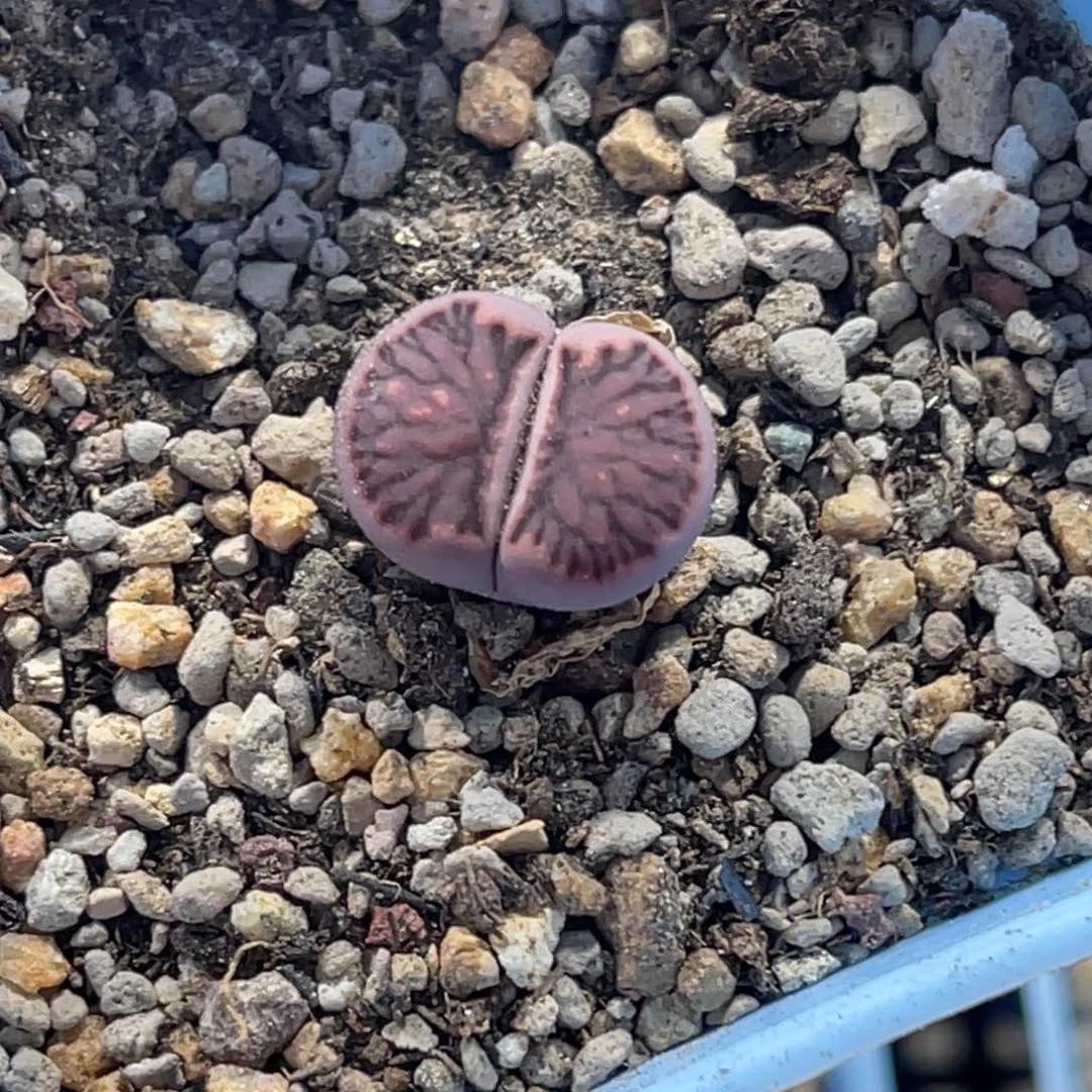 7577紫菊1墨菊尺寸1.5
