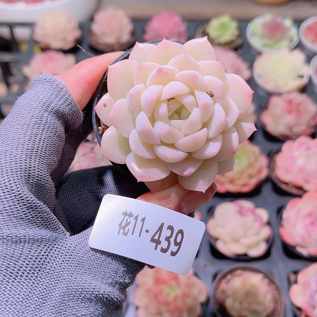 花11-439新品单头