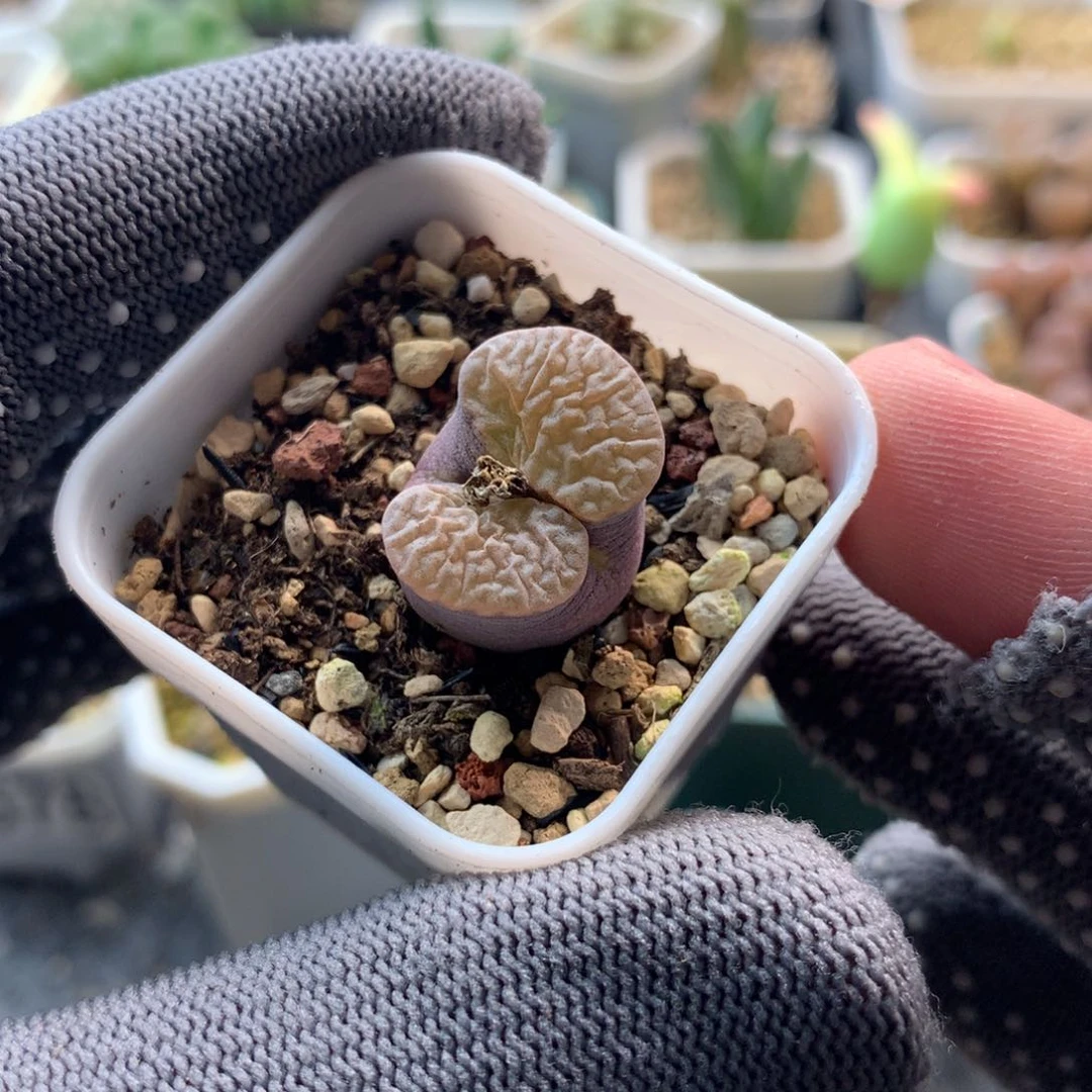 a865磁铁风铃母本