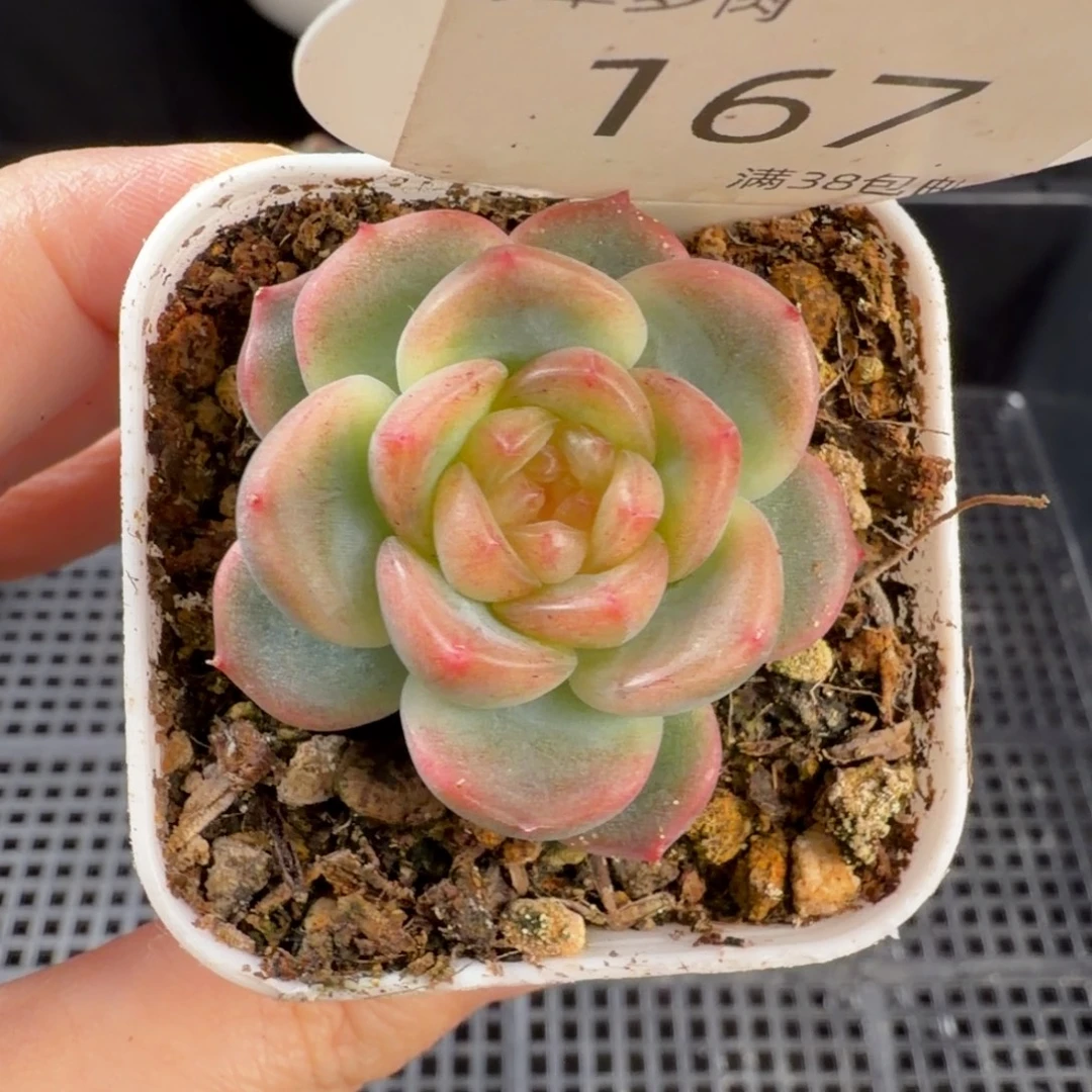 珍妮新品单头167号