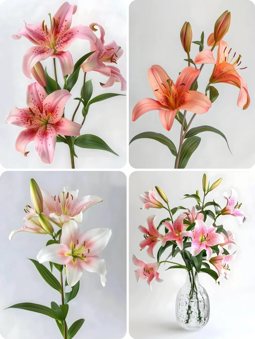 【百合】云南源头直发