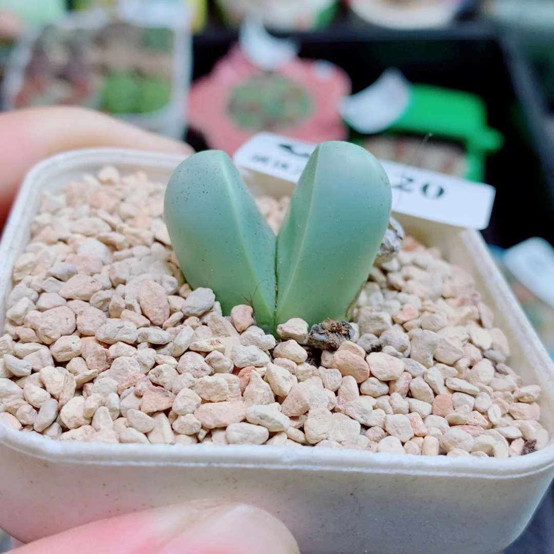生石花花花花花花20