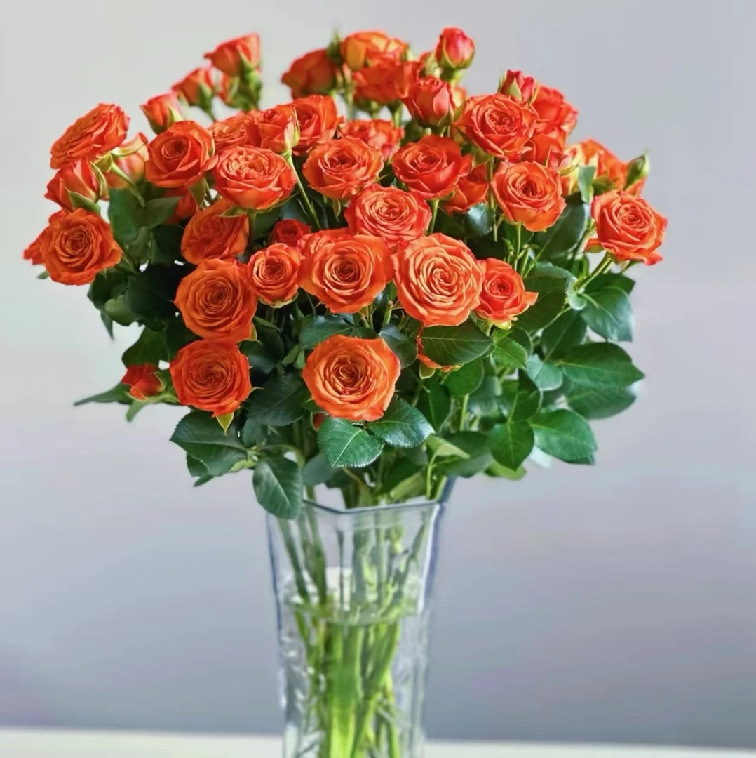 【基地玫瑰】橙色芭比多头泡泡10枝 一单包邮