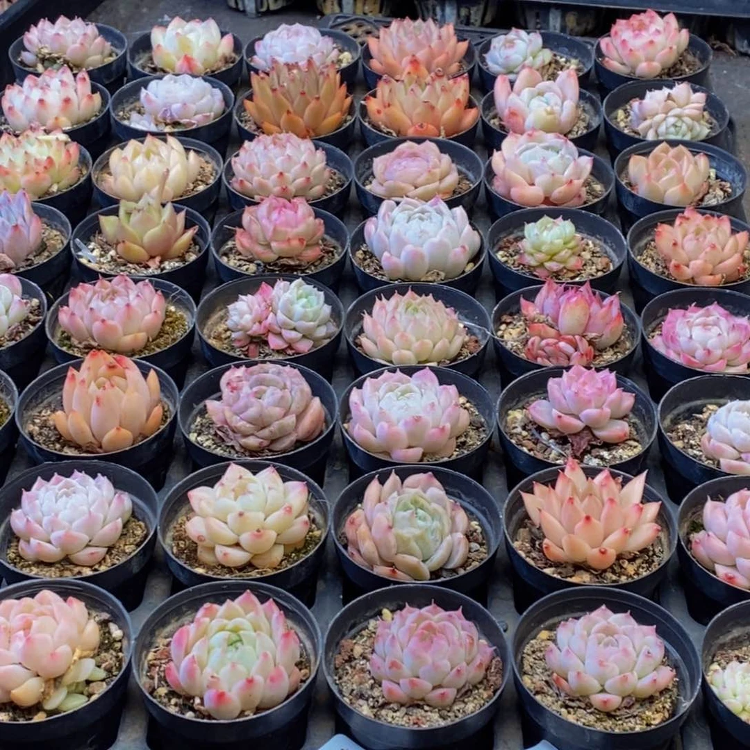 957多肉植物保护研究所所长