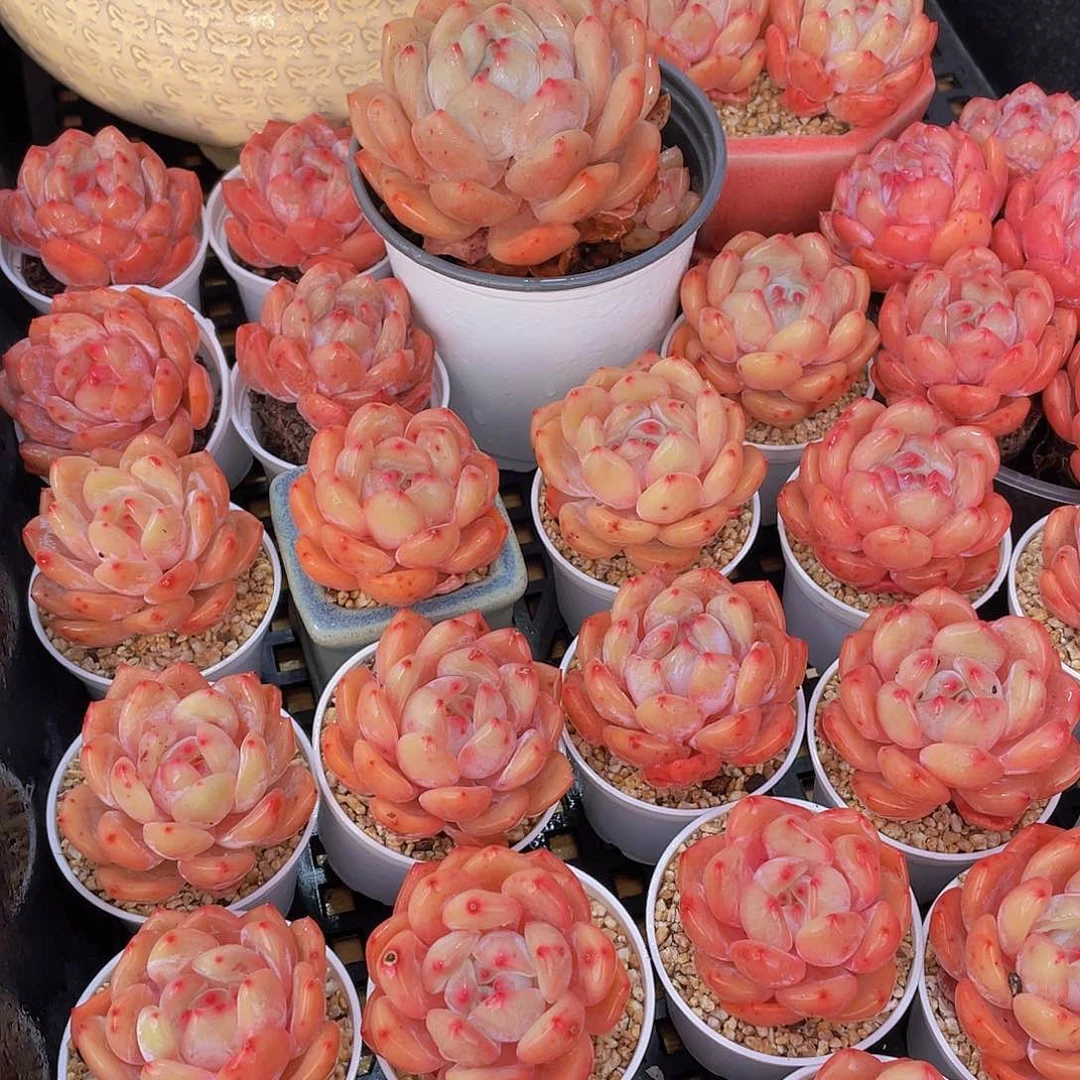 量拍66号 果冻韩版仙女橙单头5个