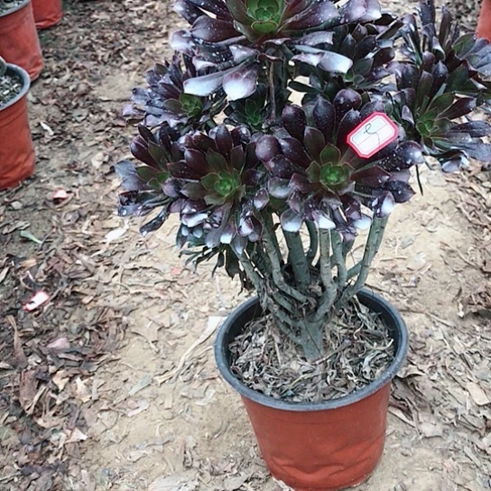 黑法师00000000005