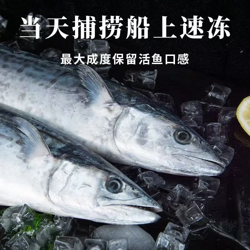 年货节马鲛鱼鲜冻燕尾鲅鱼无冰净重整条发货单条1斤2两-1斤半左右