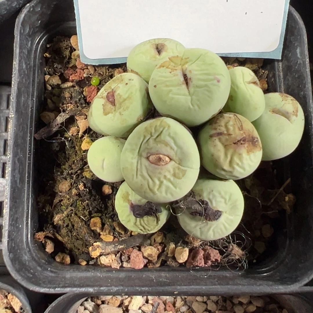 9-51肉锥多肉植物