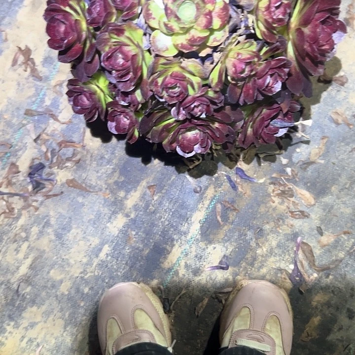 月**姐多肉植物一物一拍111