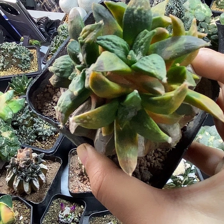 45号苗接怒涛锦8.2公分