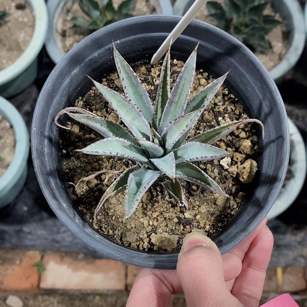 血统冠幅10/15公分一颗