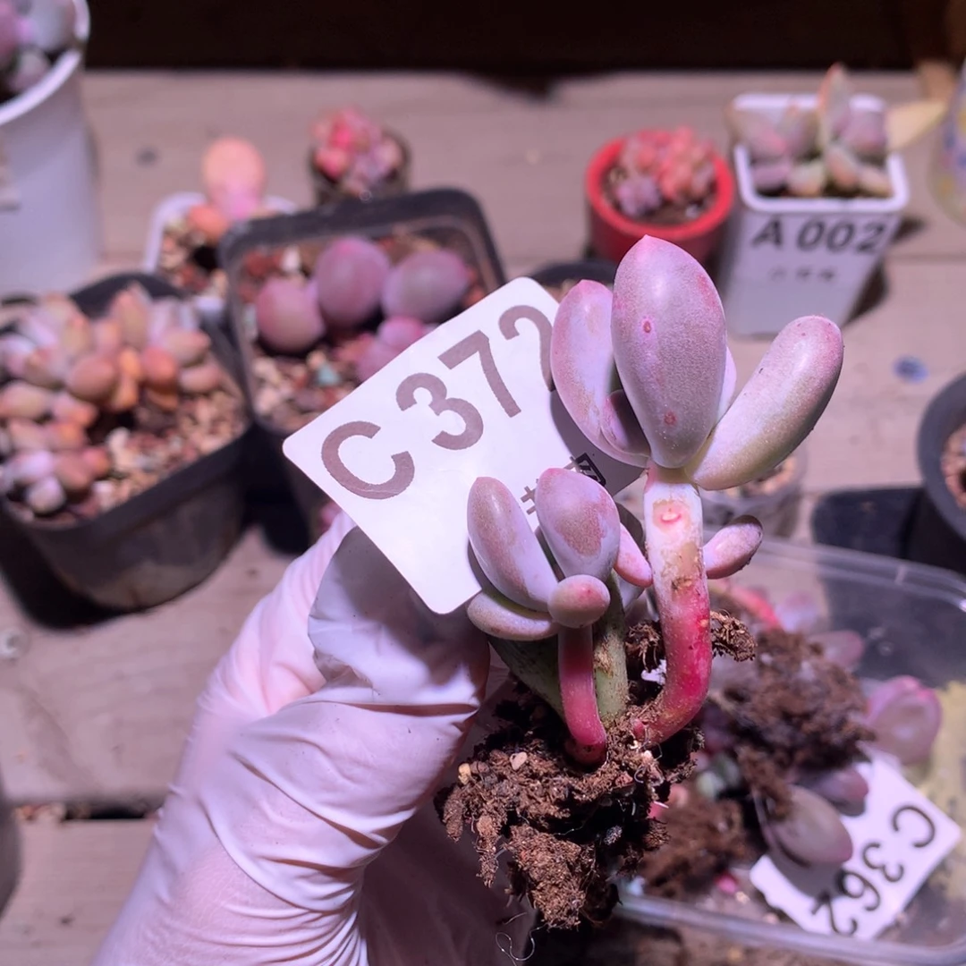 米可奶酪多肉 米可奶