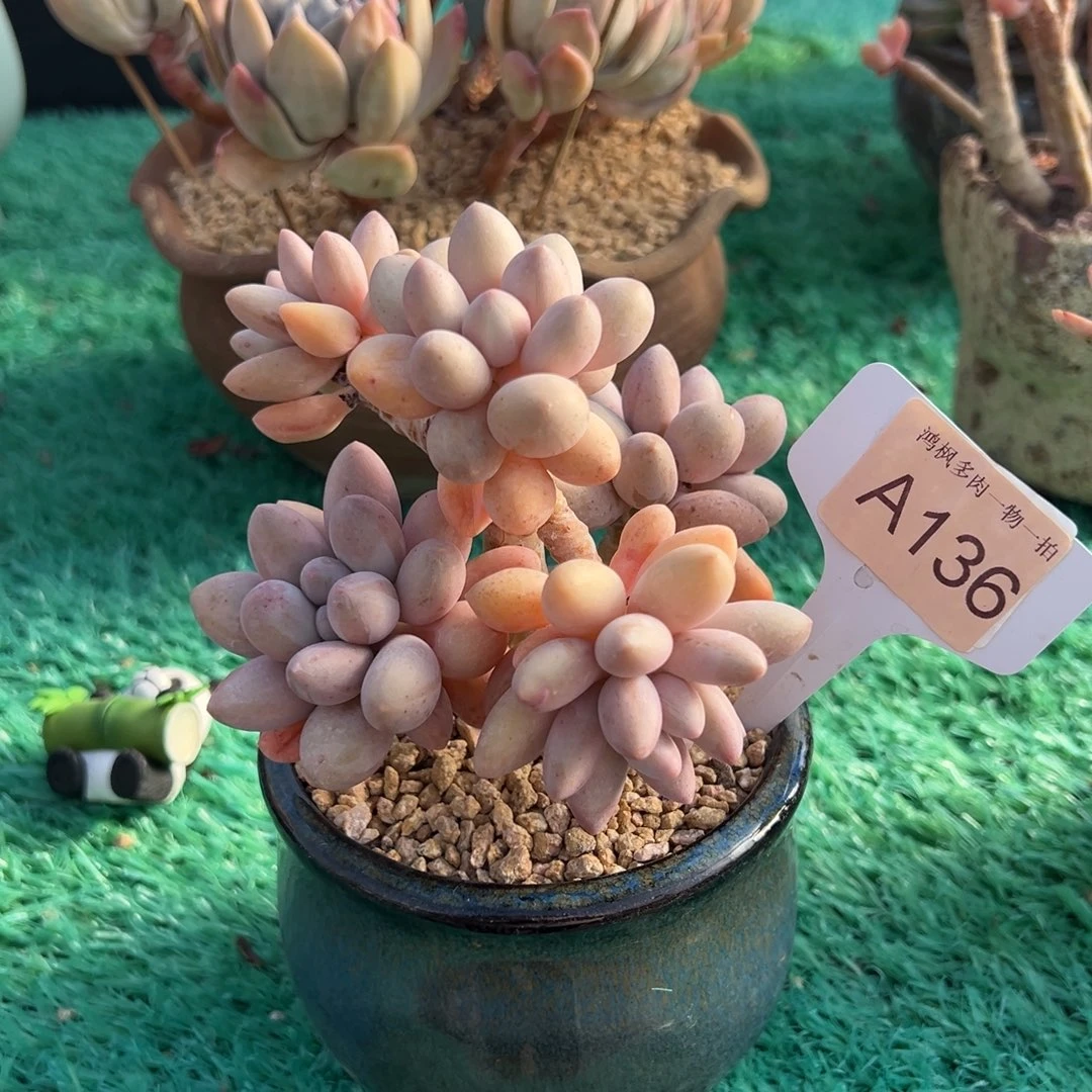 无花朵手指奶，，，，，，，，，，，，，，，