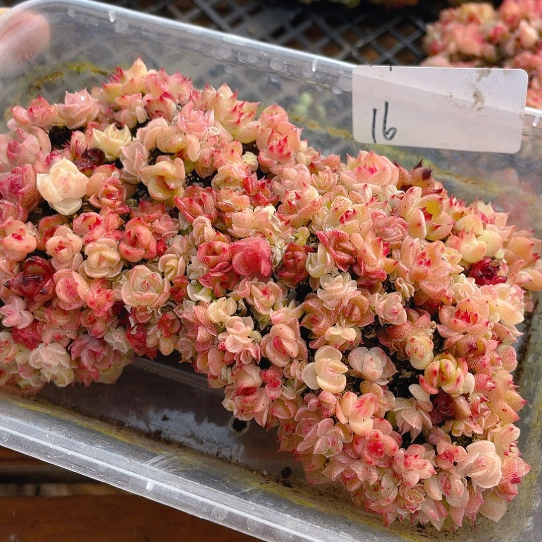 多肉植物多肉植物16