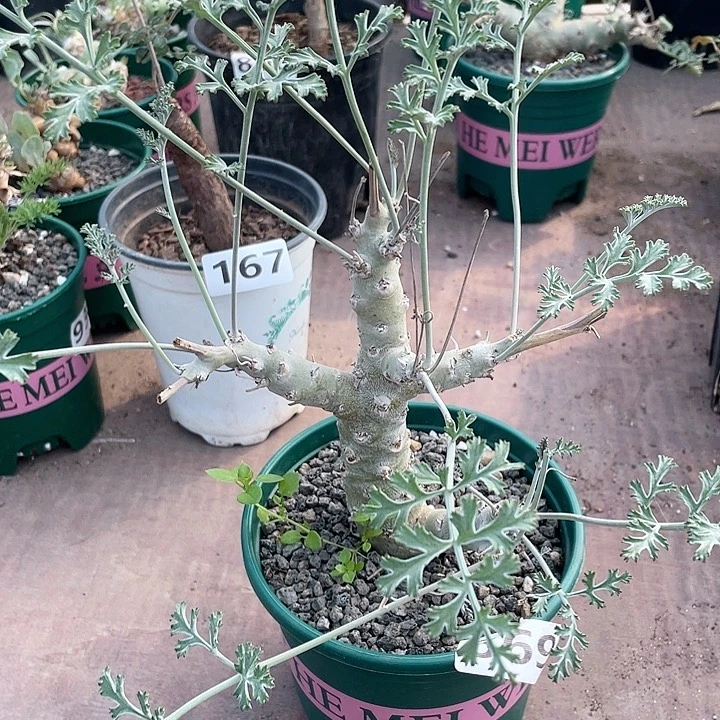 869沉香鹿茸杨葵植物