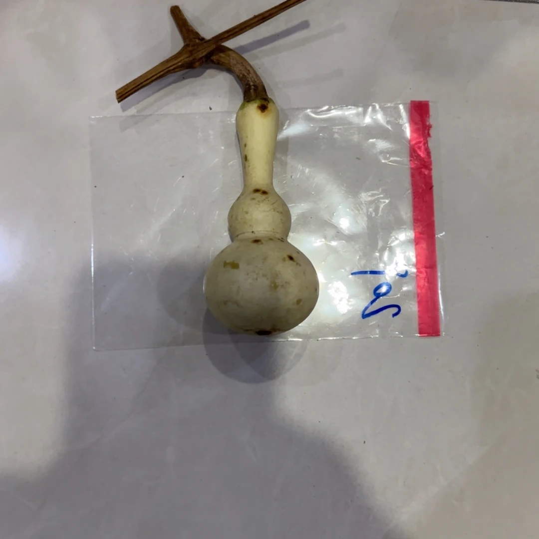 急***病青皮不包成，，，，，，，，，，