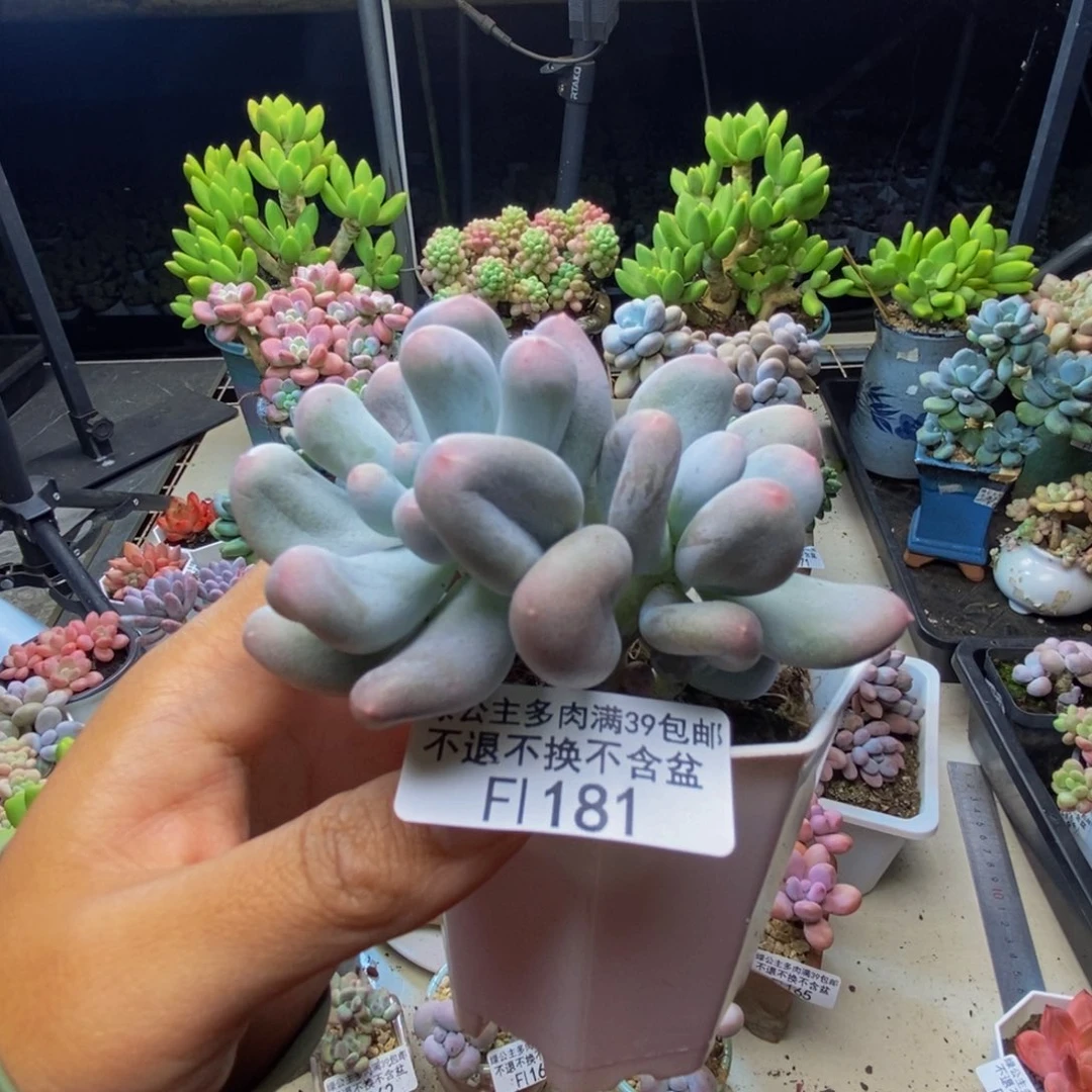 181米可奶多肉6cm