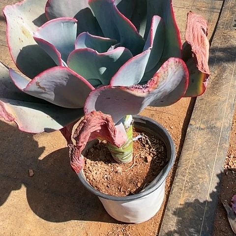 努****儿67号包菜系列1颗