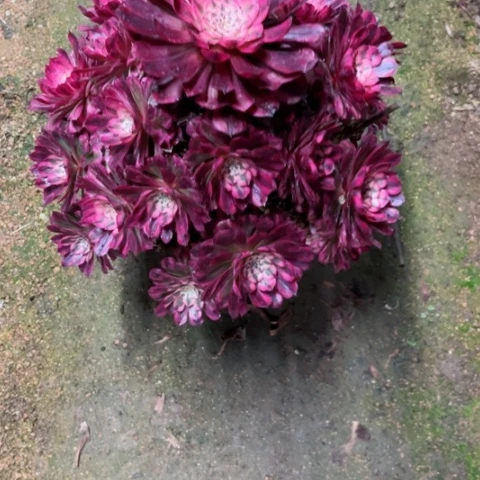 多肉植物铜壶白锦。