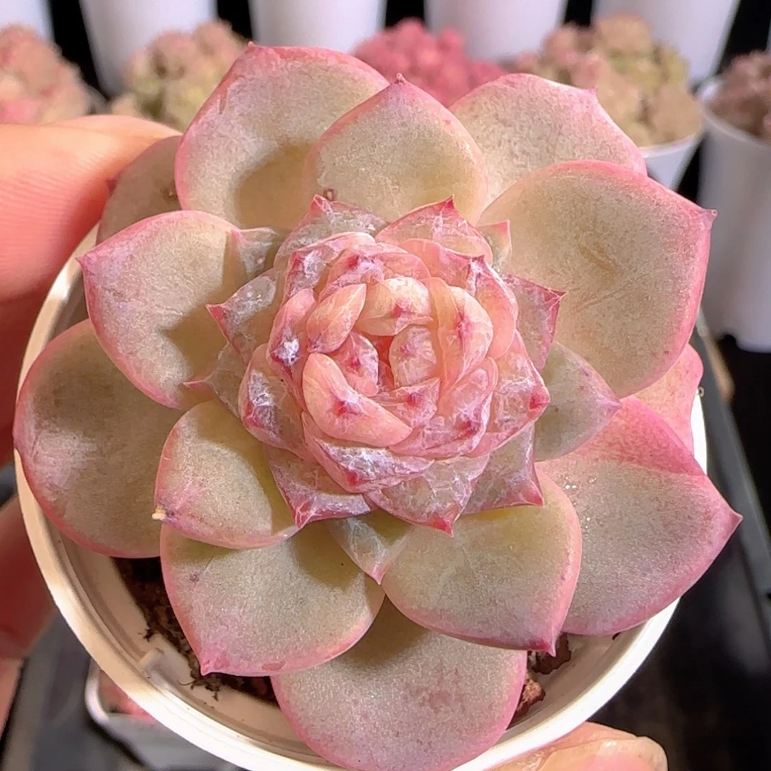 多肉0104-128糖心糖心