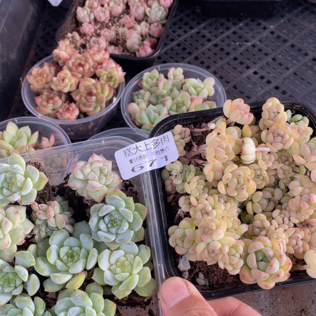 糕大上多肉植物671