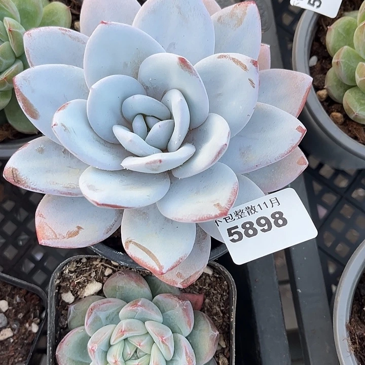 阿雅园艺。        5898雪莲