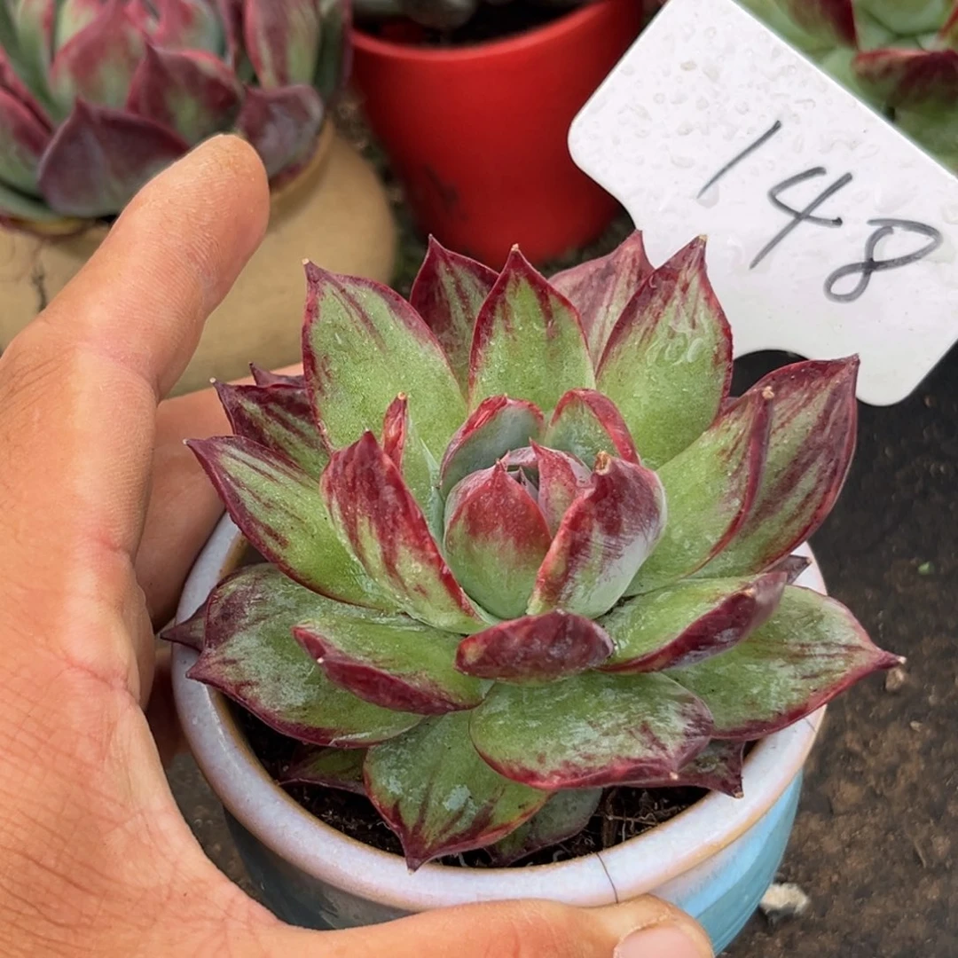 惊鸿仙子多肉植物148