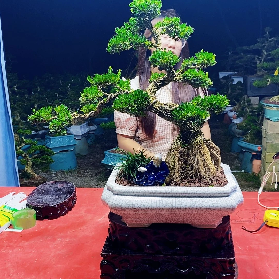 当前无花朵，栽培后可花朵