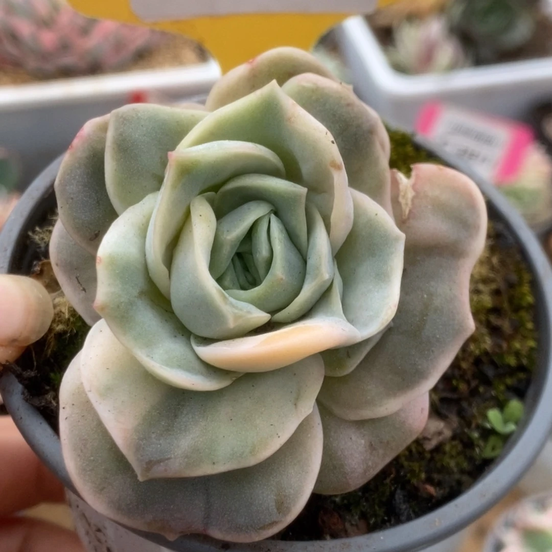 529可爱玫瑰锦锦锦锦锦锦