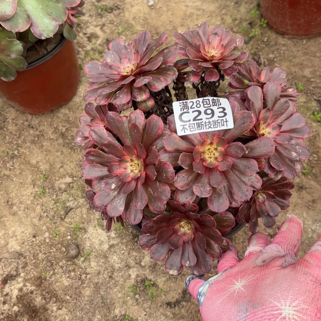 M. 293红茶多肉，cade